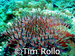 Crown Of Thorns Sea Star off  Honokawai, Maui.  Olympus 7... by Tim Rollo 